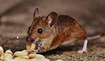 24 Hour & Emergency Exterminators in McCutchn Fld, NC